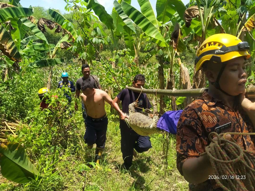 Pemadam Kebakaran dan Penyelamatan (Damkar) Kabupaten Bojonegoro evakuasi buaya dewasa di Kali Prudung, Desa Kebunagung, Kecamatan Padangan, Kabupaten Bojonegoro, Jumat 16 Februari 2024.(Foto: dok. damkar bojonegoro)