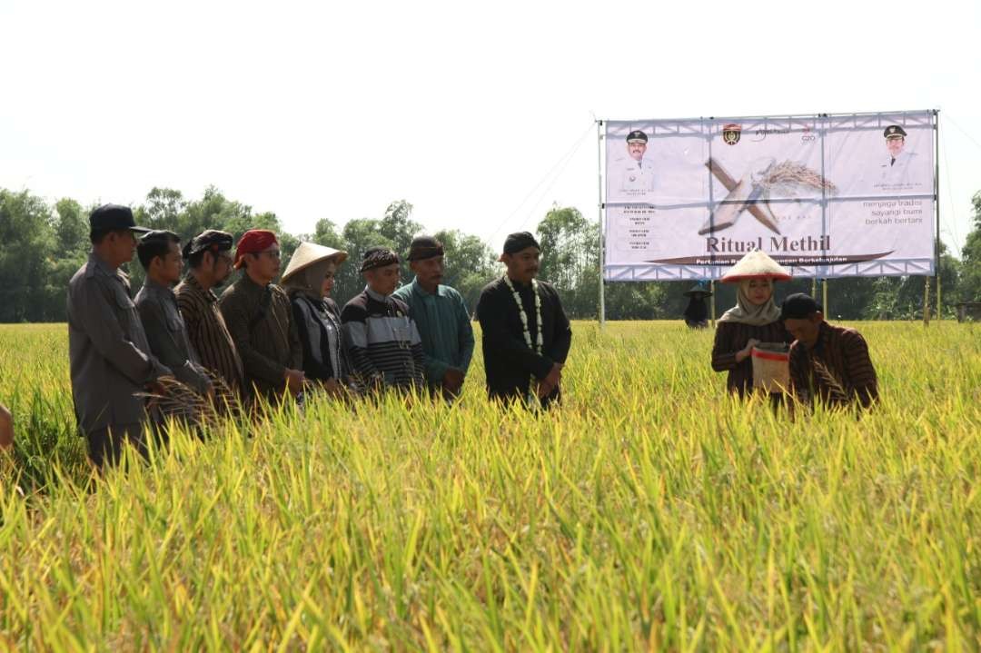 Bupati Ony Anwar Harsono ikuti tradisi Methil padi di Desa Bintoyo, Kecamatan Padas, Senin 31 Oktober 2022. (Foto: dok. Kominfo Ngawi).