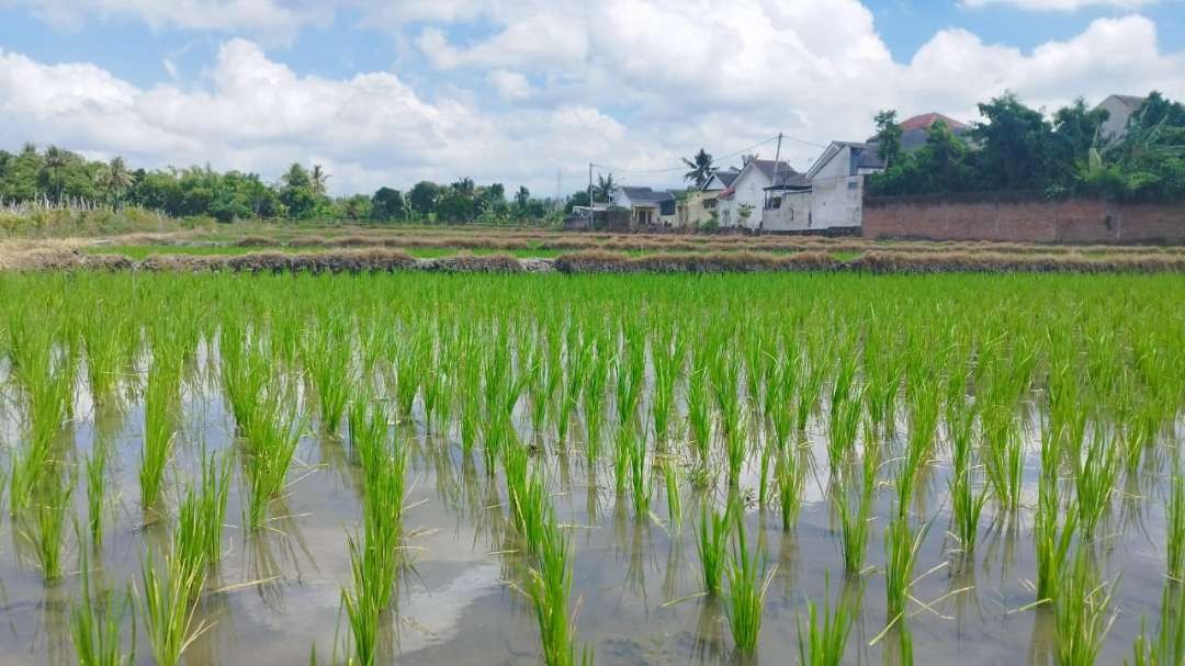 Musim tanam di Banyuwangi baru dilakukan pada bulan Januari sehingga panen raya diprediksi mundur. (Foto: Muh Hujaini/Ngopibareng.id)