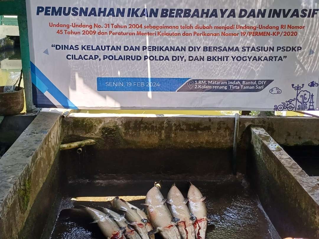 Tiga jenis ikan berbahaya, yaitu piranha, alligator dan araipama. (Foto: dok. kkp)