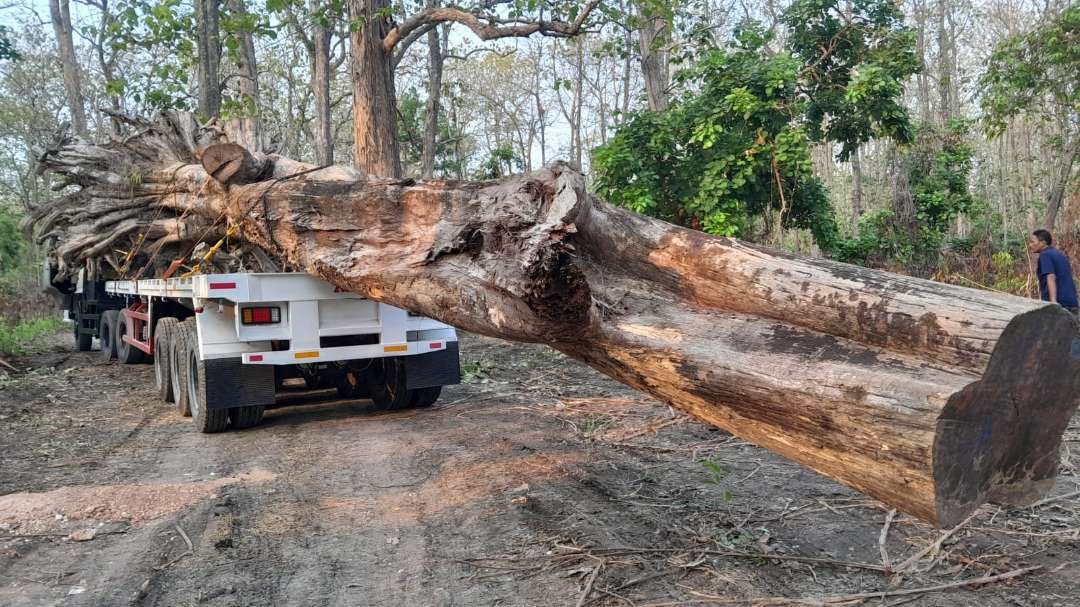 Proses pengangkutan Kayu Jati berusia ratusan tahun berasal dari  RPH Temengeng, BKPH Pasar Sore KPH Cepu, beberapa waktu lalu. (Foto: Ahmad Sampurno/Ngopibareng.id)