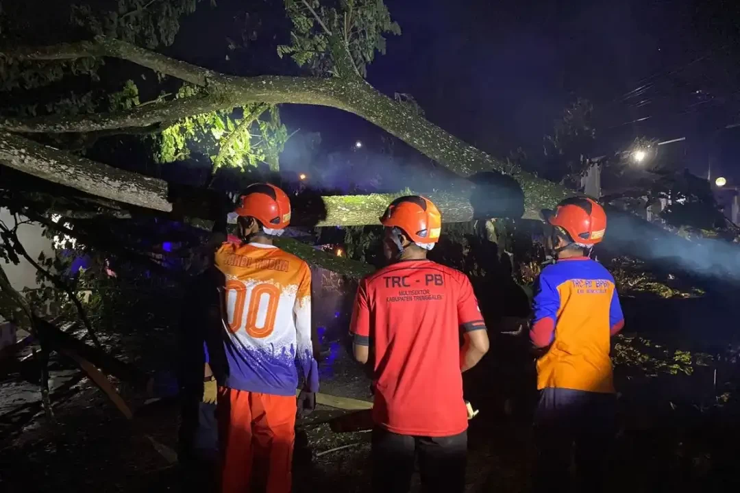 Petugas BPBD Trenggalek mengevakuasi pohon tumbang akibat hujan disertai angin. (Foto: Dok BPBD Trenggalek)