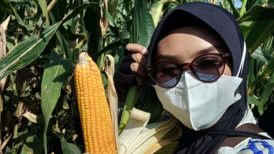 Petani jagung di Jember, Jawa Timur. (Foto: Dokumentasi Asosiasi Petani Pangan Jawa Timur)