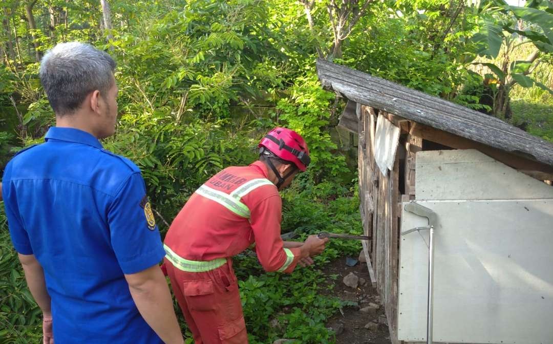 Petugas Pemadam Kebakaran Tuban mengevakuasi ular piton dari kandang ayam milik warga (dok. Damkar Tuban)