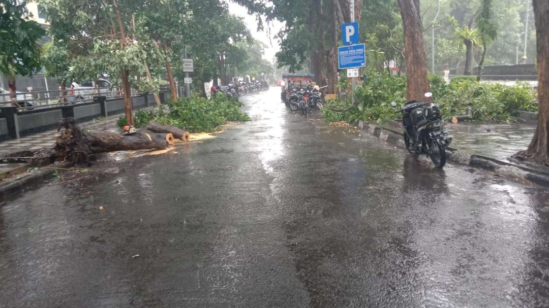 Pohon tumbang terjadi di Taman Bungkul, Surabaya, Sabtu 9 Maret 2024. (Foto: Istimewa)