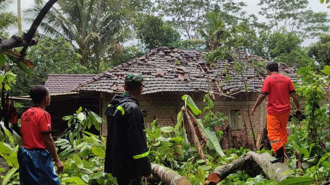 Pohon petai raksasa di dekat rumah warga Trenggalek tumbang dan menimpa atap kediamannya, menyebabkan kerusakan parah. (Foto: Dok BPBD Trenggalek)