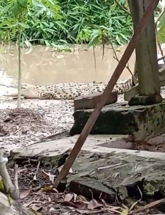 Buaya yang muncul di dekat kandang kambing milik warga di Desa Tembeling, Kecamatan Kasiman, Kabupaten Bojonegoro, pada Senin 11 Maret 2024. (Foto: tangkapan layar)