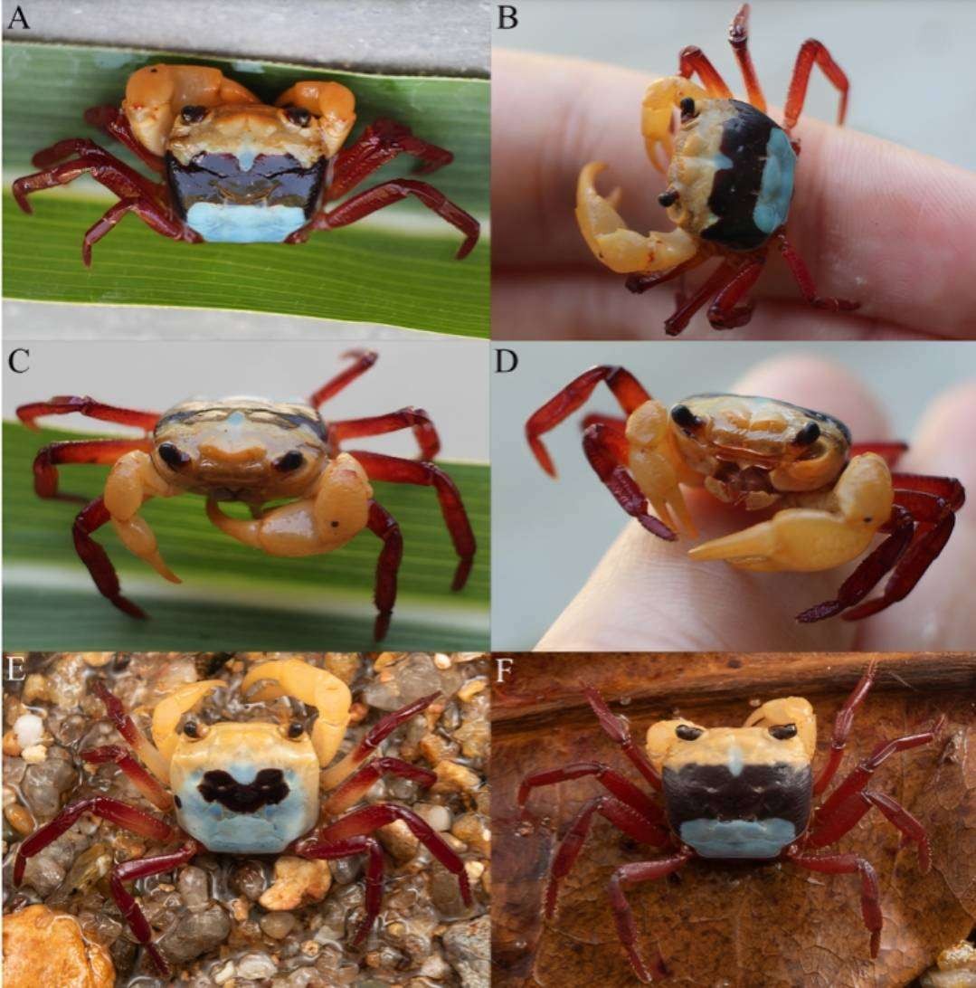 Kepiting tiga warna Lepidothelphusa jenis baru dengan nama Lepidothelphusa menneri yang ditemukan di Gunung Kelam, Kalimantan Barat, pada jurnal Zootaxa Nomor 5397 Volume 2 tanggal 4 Januari 2024. (Foto: dok. Brint)