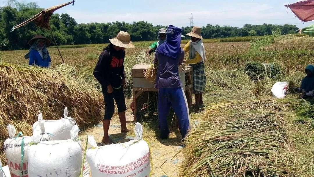 Petani padi Kabupaten Probolinggo mulai panen raya, pertengahan Maret ini. (Foto: Ikhsan Mahmudi/Ngopibareng.id)