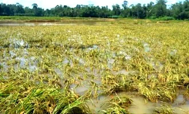 Sekitar 46 hektare sawah milik petani di tiga desa, Kecamatan Kapongan Situbondo digenangi banjir luapan sungai. (Foto:Guido/Ngopibareng.id)