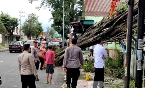 Pohon besar di pinggir jalan Kecamatan Bondowoso tumbang, saat hujan deras dan angin kencang menerjang Sabtu 16 Maret 2024 sore. (Foto: Guido Saphan/Ngopibareng.id)