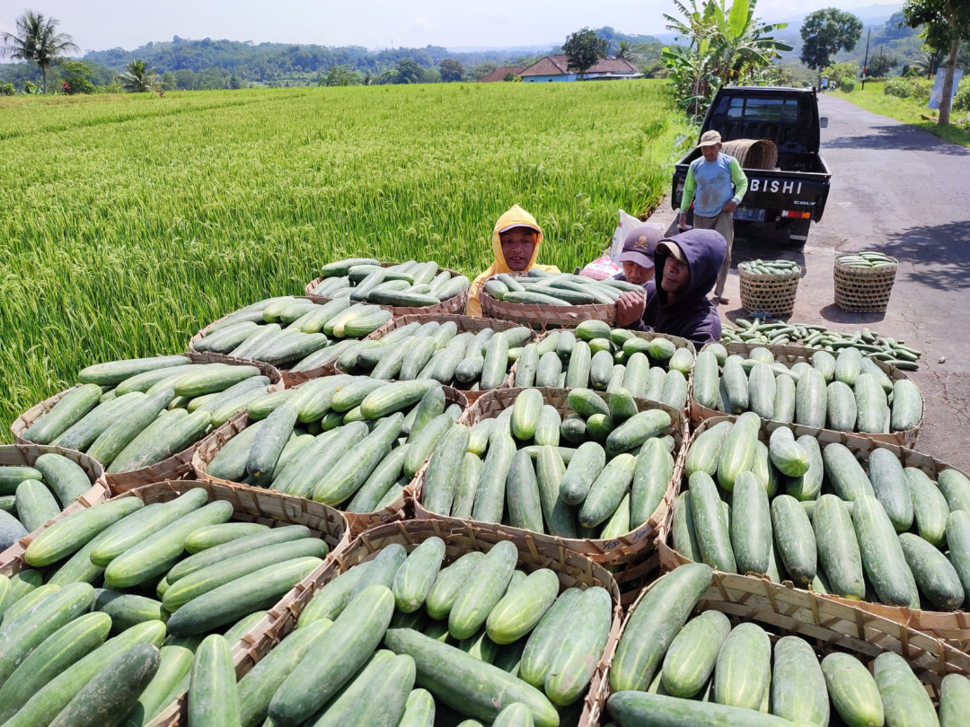 Buah hasil pertanian mentimun atau timun. (Foto: dok. mediacenter.temanggungkab.go.id)