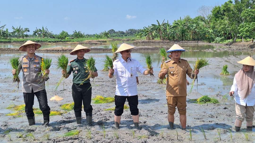 Ditjen Prasarana dan Sarana Pertanian Kementerian Pertanian, Ali Jamil bersama Bupati Lamongan Yuhronur Efendi bersama Kapolres dan Dandim 0812 Lamongan sedang tanam padi (Foto : Istimewa)