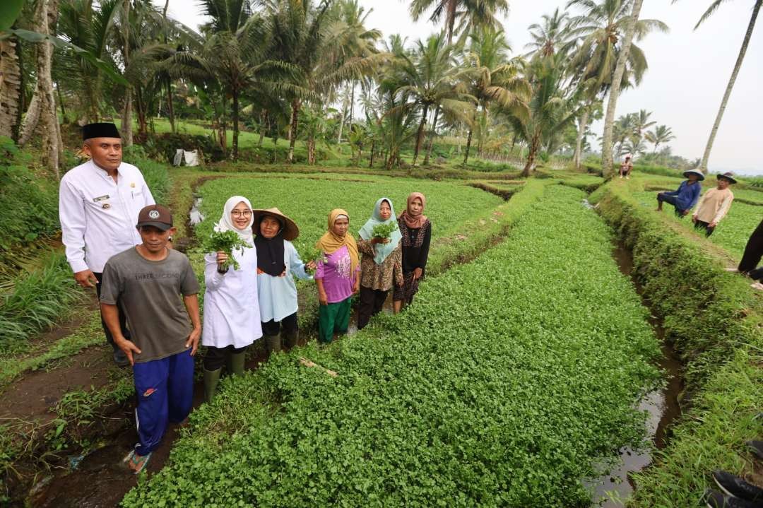 Bupati Banyuwangi melihat ladang selada air di Desa Bumiharjo (foto: Humas Pemkab Banyuwangi)