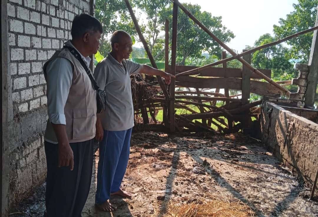 Polisi beserta korban memeriksa kandang tempat tiga ekor sapi yang hilang. (Foto: Istimewa)