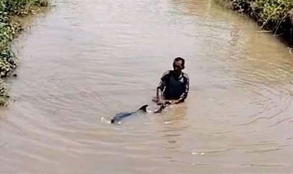 Warga Situbondo menolong lumba-lumba nyasar di sungai kembali ke tempat hidupnya laut. (Foto: Guido Saphan/Ngopibareng.id)