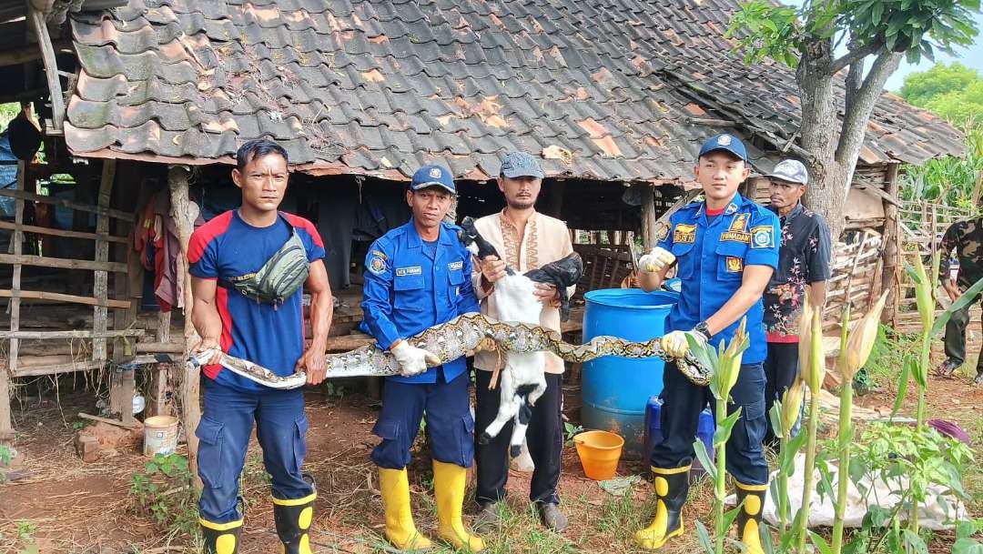 Petugas Damkar Korwil Paciran, Lamongan dengan ular sanca hasil tangkapannya. (Foto: Istimewa)