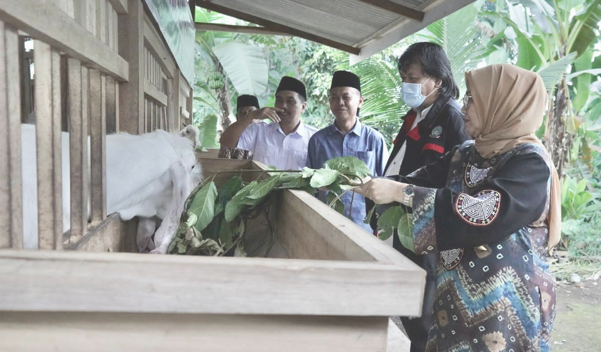 Penjabat (Pj.) Bupati Lumajang, Indah Wahyuni (Yuyun) mengapresiasi upaya Yayasan Walisongo dalam mengembangkan ternak kambing ras unggul Senduro. (Foto: Kominfo Lumajang)