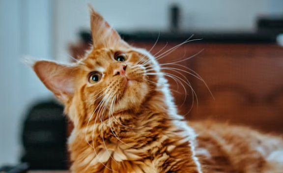 Jelang lebaran pemilik hewan peliharaan seperti kucing pasti akan  ribet mencari opsi menitipkan kucing atau anjing, saat ditinggal mudik. (Foto ilustrasi: Unsplash)