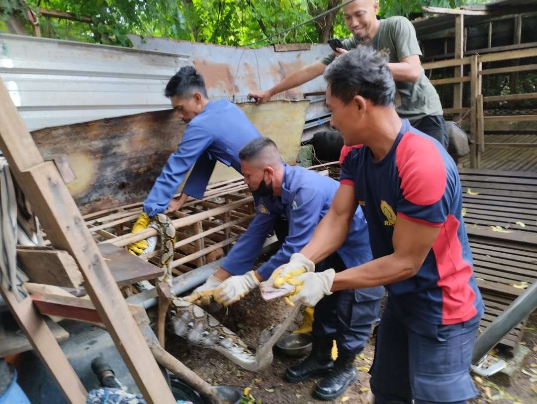 Petugas Damkar Korwil Paciran, Lamongan, Jawa Timur, mengevakuasi ular sanca. (Foto: Istimewa)