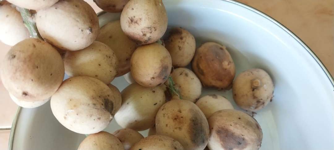 Setandan buah langsat atau langsep lebih memiliki banyak buah dibanding duku. (Foto: Ngopibareng.id)