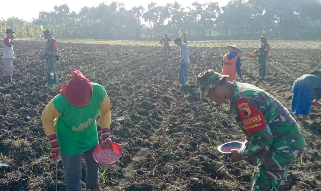 Para anggota Babinsa Koramil 10/Kanor, Kodim 0813 Bojonegoro saat bantu para petani di Desa Gedongarum  Kecamatan Kanor, Bojonegoro tanam jagung, pada Sabtu 20 April 2002. (Foto: dok. humas Kodim)