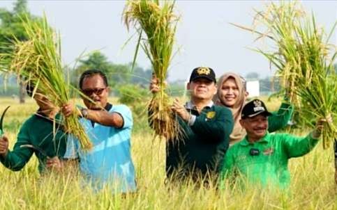 Bupati Situbondo Karna Suswandi (kanan) didampingi Sekda Wawan Setiawan saat panen padi unggul BK 01/02 Situbondo pada Januari 2024. (Foto: Dokumentasi Dispertapang Situbondo)