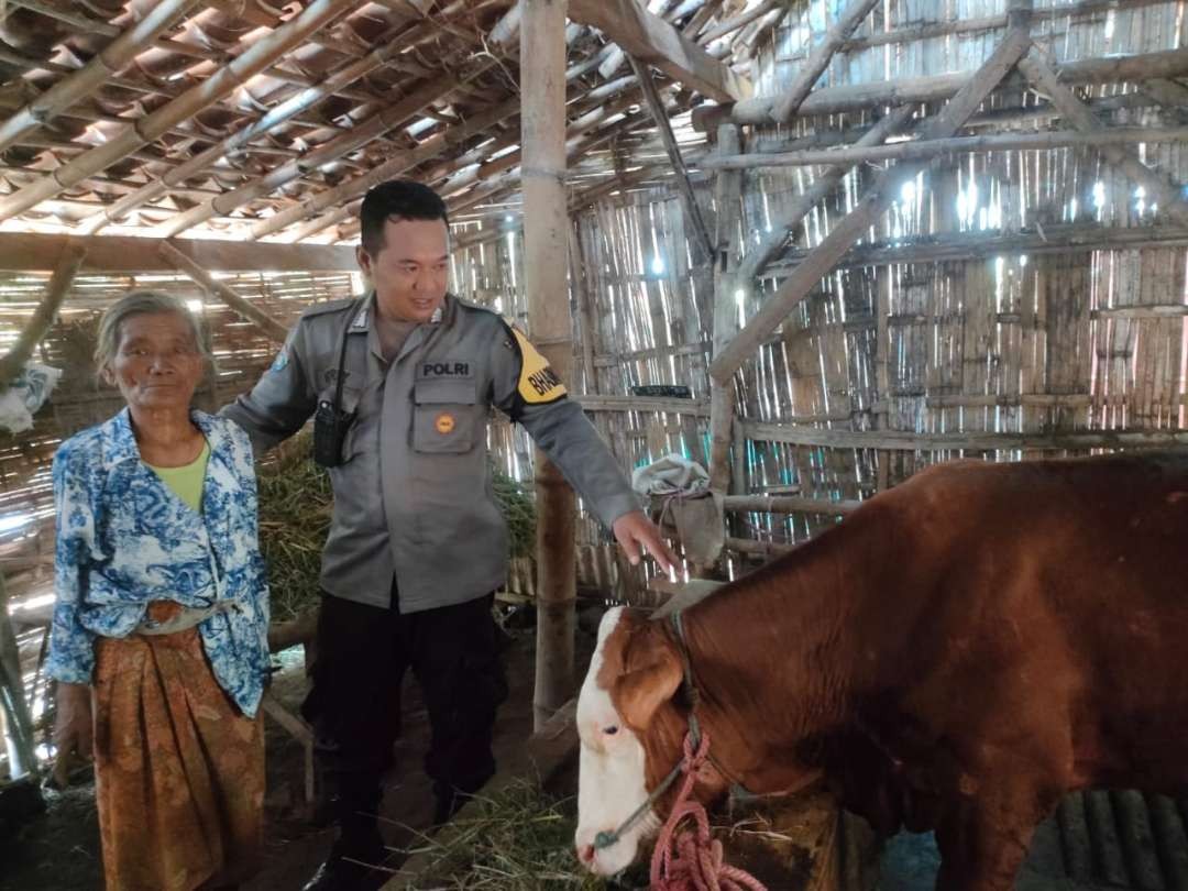 Polisi menyerahkan sapi yang sempat digondol pencuri kepada pemiliknya, Sara. (Foto: Polsek Kademangan)