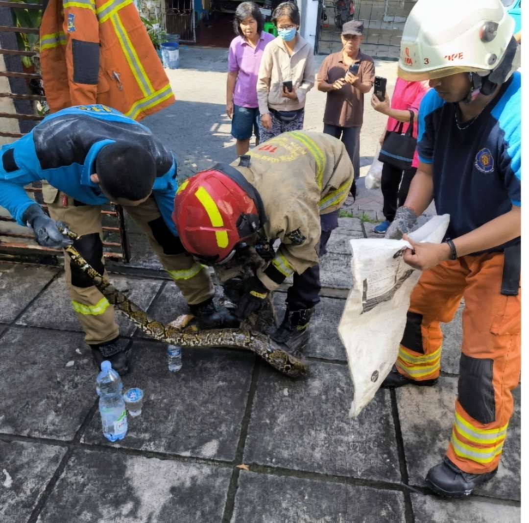 Petugas Damkar Kota Surabaya saat mengamankan ular piton berukuran 3 meter di salah satu rumah warga di Kutisari Indah Barat, Tenggilis Mejoyo, Surabaya. (Foto: Dinas Pemadam Kebakaran dan Penyelamatan Kota Surabaya)