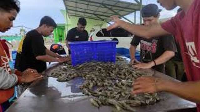 Ilustrasi tulisan; Dumping Limbah Ancam Produk Ekspor Perikanan.  Para siswa SMK Perikanan dan Kelautan Puger, Jember panen udang. (Foto: Ngopibareng.Id/Oki)