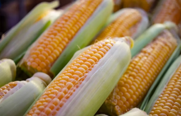 Indonesia alami panen raya jagung di  sejumlah wilayah, di bulan ini. Harga jagung pun turun dari Rp7.000 per kilogram menjadi Rp4.300 per kilogram. (Foto ilustrasi: Unsplash)