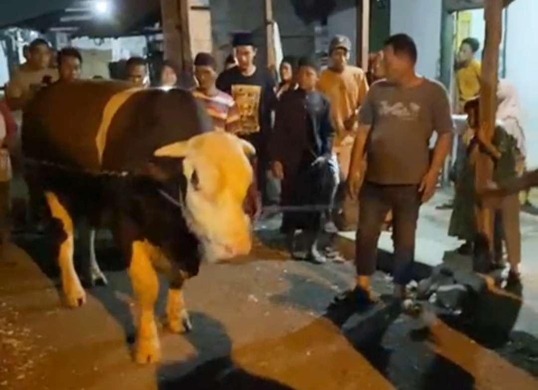 Sapi milik korban diambil anggota Polsek Karanggeneng dari Sukodono, Sidoarjo. (Foto: Istimewa)