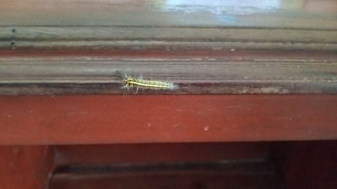 Ulat bulu atau Lasiocampidae masuk ke rumah penduduk di Bojonegoro, pada Minggu 5 Mei 2024. (Foto: sujatmiko/ngopibareng.id)