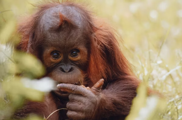 Malaysia berencana menerapkan diplomasi orangutan pada negara yang membeli produk minyak sawitnya. (Foto ilustrasi: Unsplash)