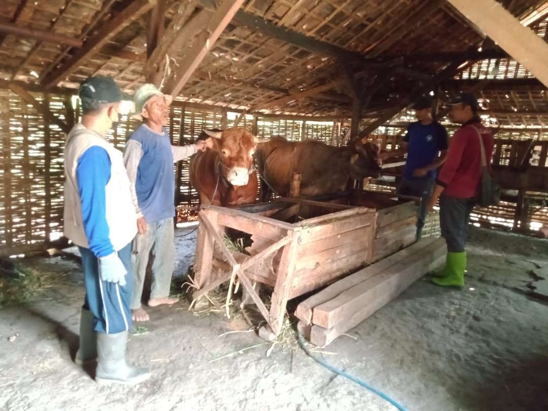 Sapi siap potong pada Idul Adha 1445 Hijriyah (Foto : Istimewa)