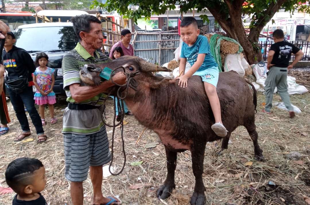 Seorang anak  terlihat  senang dibelikan hewan kerbau untuk kurban oleh orang tuanya langsung naiki, seekor kerbau harganya Rp22 juta  (foto: Asmanu Sudarso/ngopibareng.id) (