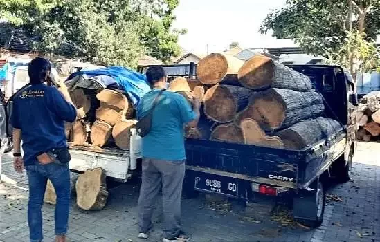 Ilustrasi, sebanyak 14 gelondong jati hasil curian dari hutan Taman Nasional Baluran Situbondo ditangkap anggota Polres Situbondo pada 7 Oktober 2023 lalu.(Foto:Humas Taman Nasional Baluran)