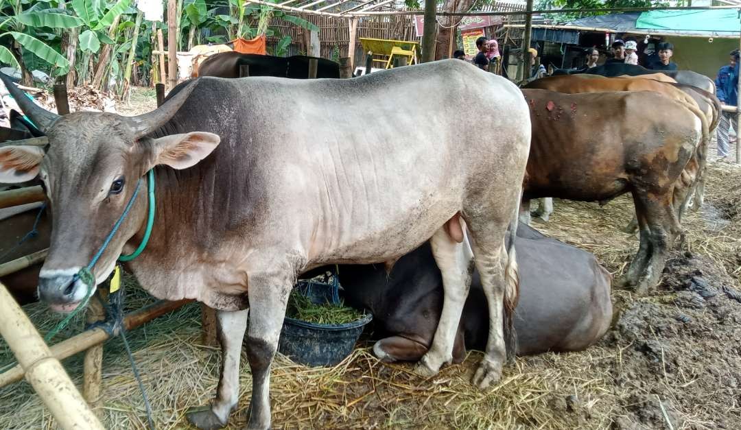 Sapi seberat 400 kilogram ini harganya diturunkan menjadi Rp26 juta dari Rp29 juta. (Foto: Asmanu Sudarso/Ngopibareng.id)