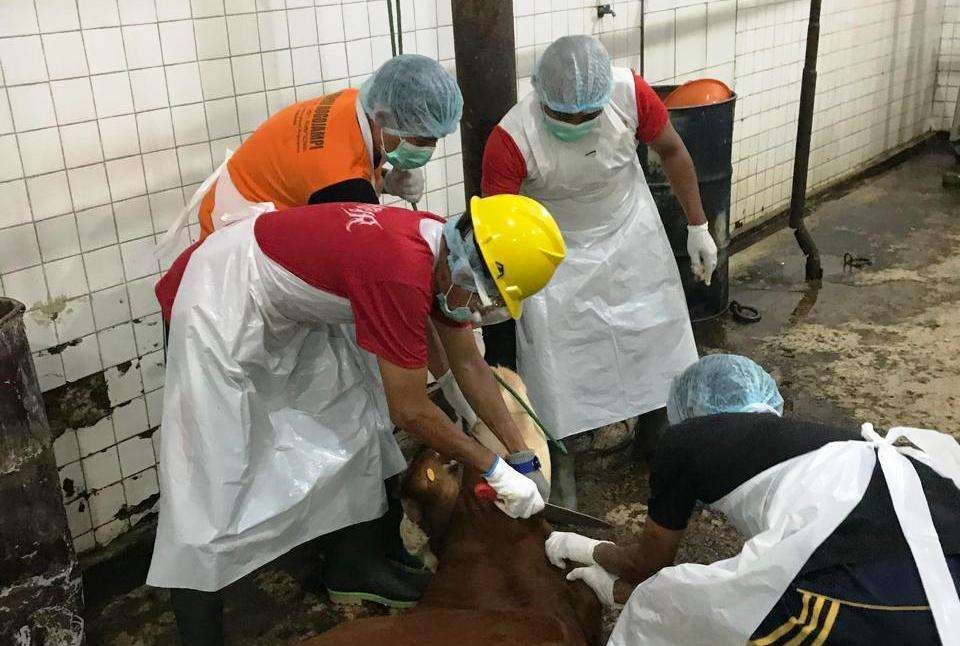 Proses penyembelihan hewan di salah satu RPH di Banyuwangi, Jawa Timur. (Foto: Istimewa)