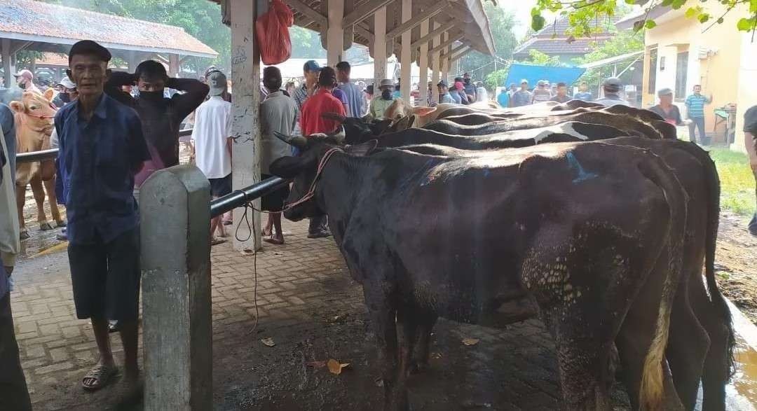 Suasana Pasar Hewan Wonoasih, Kota Probolinggo hari pasaran menjelang Idul Adha. (Foto: Ikhsan Mahmudi/Ngopibareng.id)