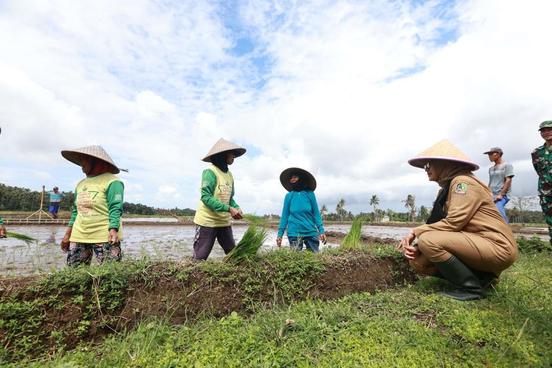 Bupati Banyuwangi, Ipuk Fiestiandani melihat petani yang sedang mengolah lahannya (foto: Humas Pemkab Banyuwangi )