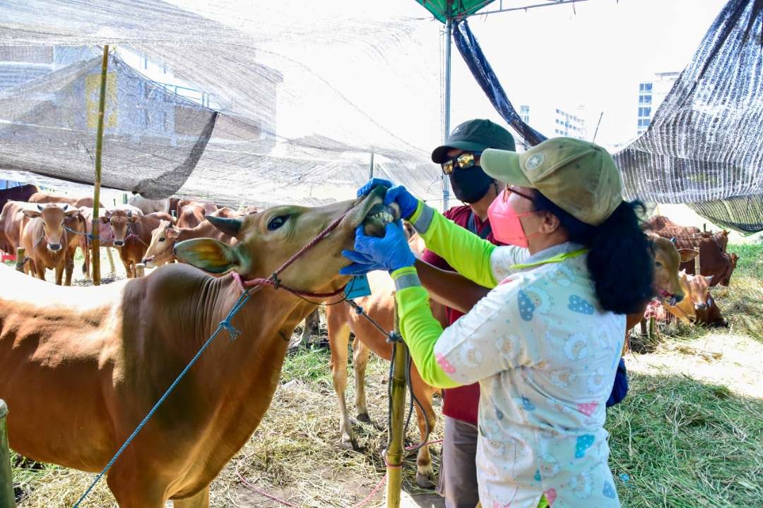 Petugas Dinas Ketahanan Pangan dan Pertanian Kota Surabaya saat memeriksa kesehatan hewan kurban, jelang Hari Raya Iduladha 1445 Hijriah. (Foto: Humas Pemkot Surabaya)