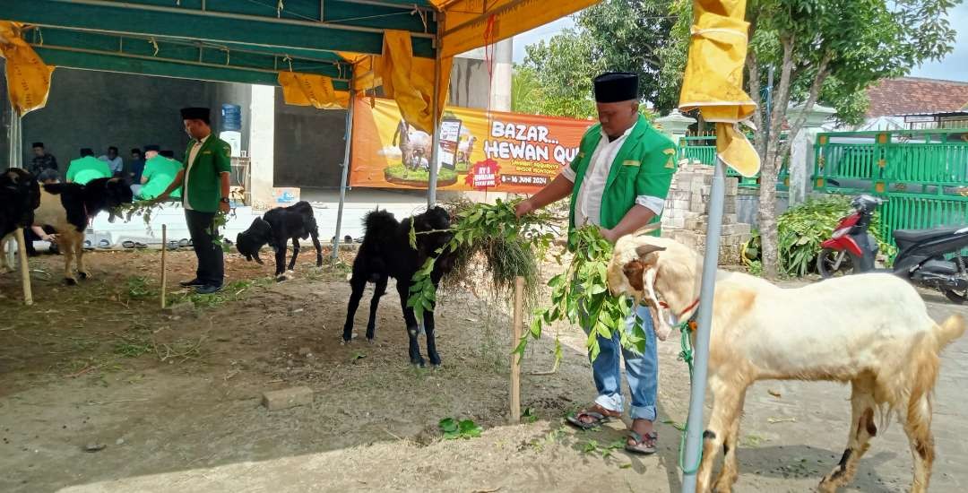 Bazar hewan kurban di komplek MWC NU Montong yang digelar oleh PAC GP Ansor Montong (Khoirul Huda/Ngopibareng.id)