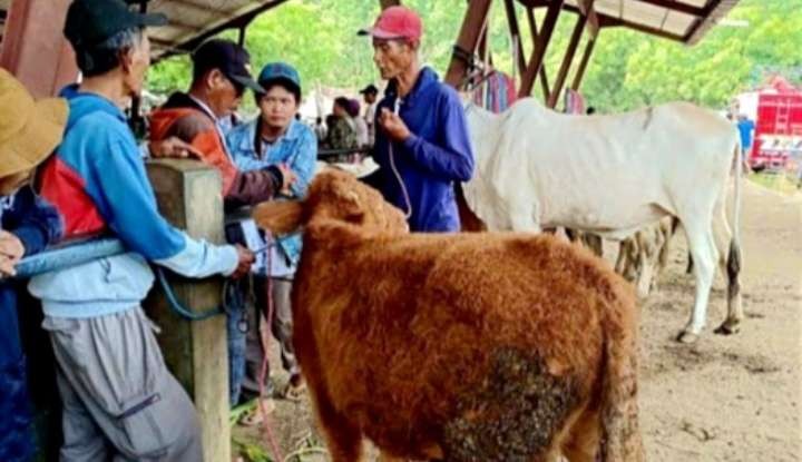 Harga hewan kurban sapi maupun kambing dan domba di Situbondo merangkak naik saat Idul Adha 1445 Hijriah tinggal sepekan lagi.(Foto: Guido/Ngopibareng.id)