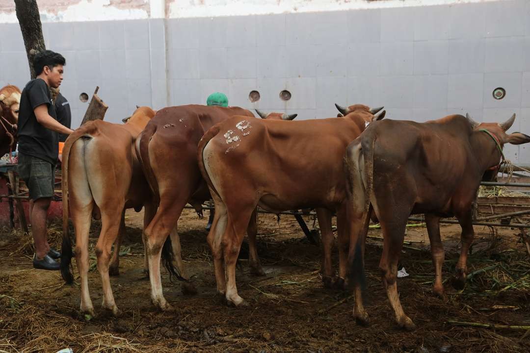 Hewan kurban jenis sapi, yang disediakan oleh PD RPH Surabaya, jelang Hari Raya Idul adha 1445 Hijriah. (Foto: Julianus Palermo/Ngopibareng.id)