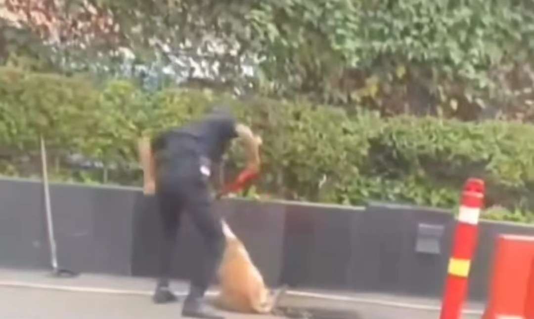 Tangkapan layar viral seorang sekuriti diduga pukul anjing di sebuah mal Jakarta. (Foto: Istimewa)