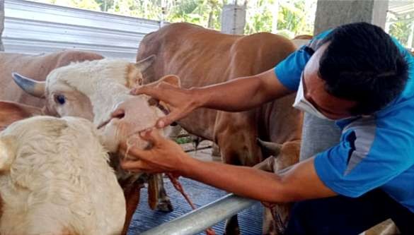 Petugas kesehatan hewan (keswan) Disnakkan Bondowoso diterjunkan memeriksa kesehatan hewan korban menjelang Idul Adha 1445 Hijriah/2024 Masehi. (Foto: Dokumentasi Disnakkan Bondowoso)