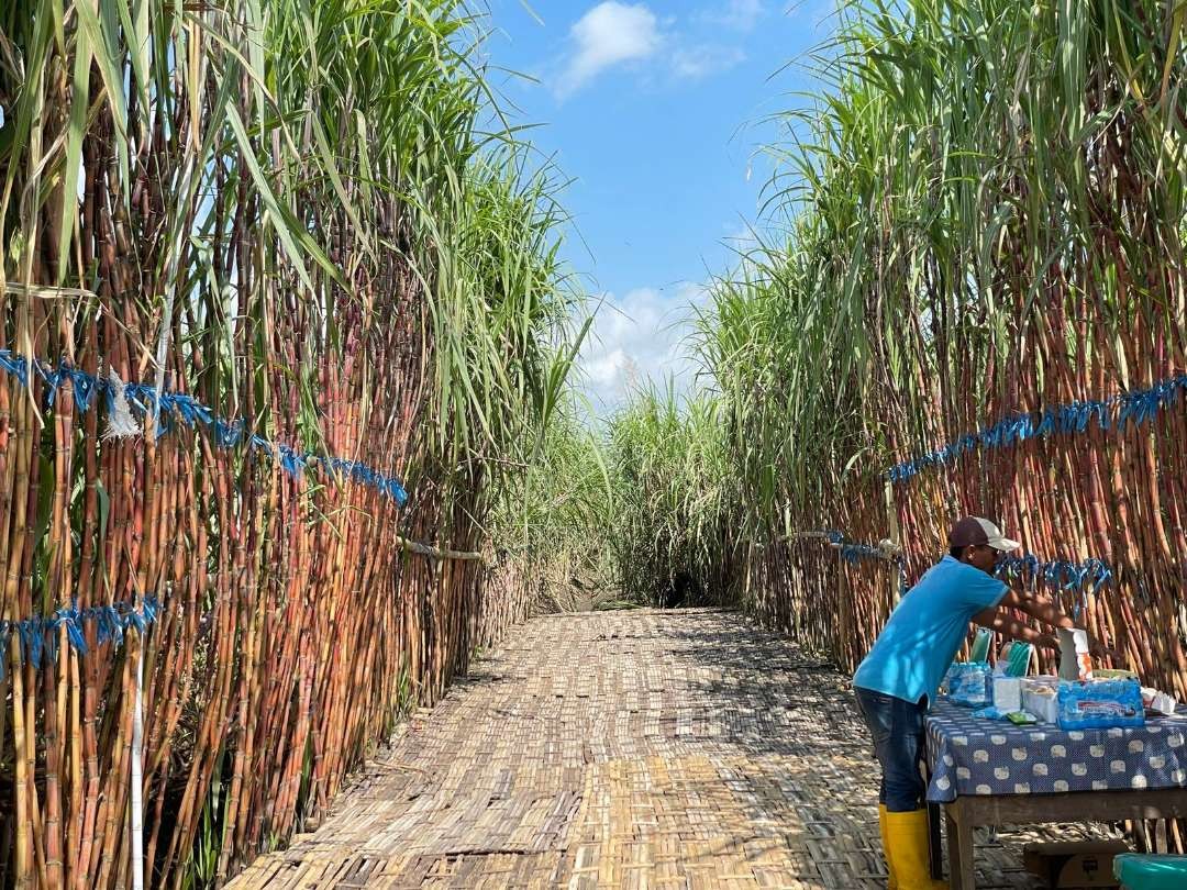 Pabrik Gula Prajegan-Bondowoso dan Wilangan-Pasuruan milik PT Sinergi Gula Nusantara (PTPN Group) yang kecil tapi sangat sehat. (Foto: Dokumentasi pribadi)