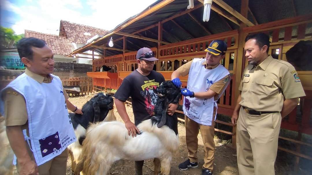 Petugas Dinas Kesehatan Dan Pangan Banyuwangi memeriksa kondisi kesehatan ternak kurban yang dijual di lapak musiman (foto : Muh Hujaini/Ngopibareng.id)