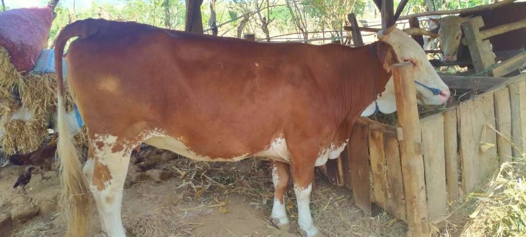 Sapi milik Untung yang sempat dicuri maling (foto: istimewa)